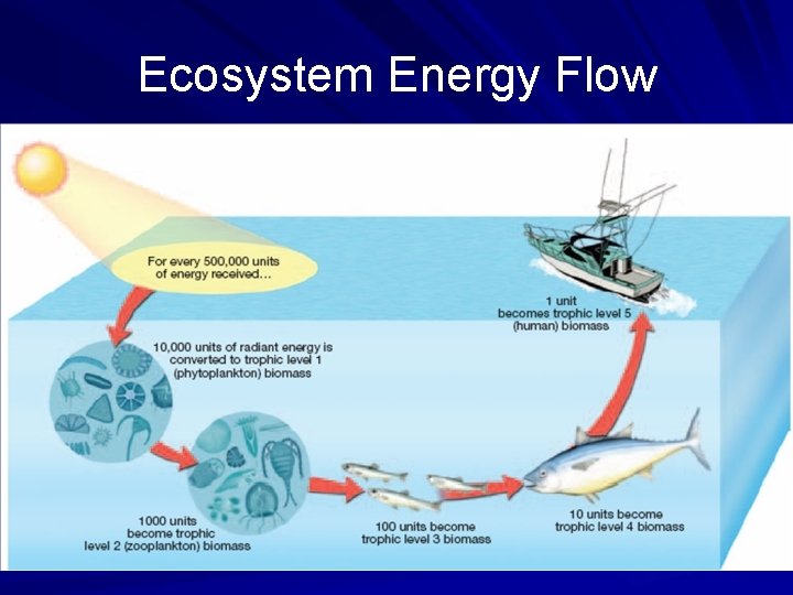 Ecosystem Energy Flow 