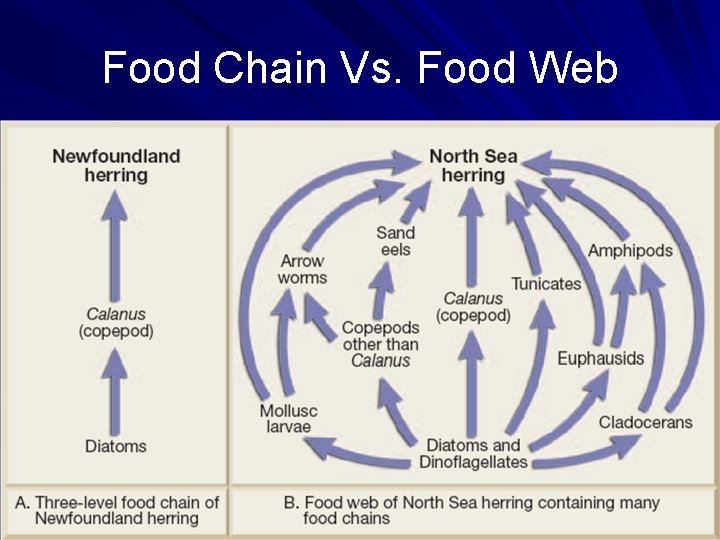 Food Chain Vs. Food Web 
