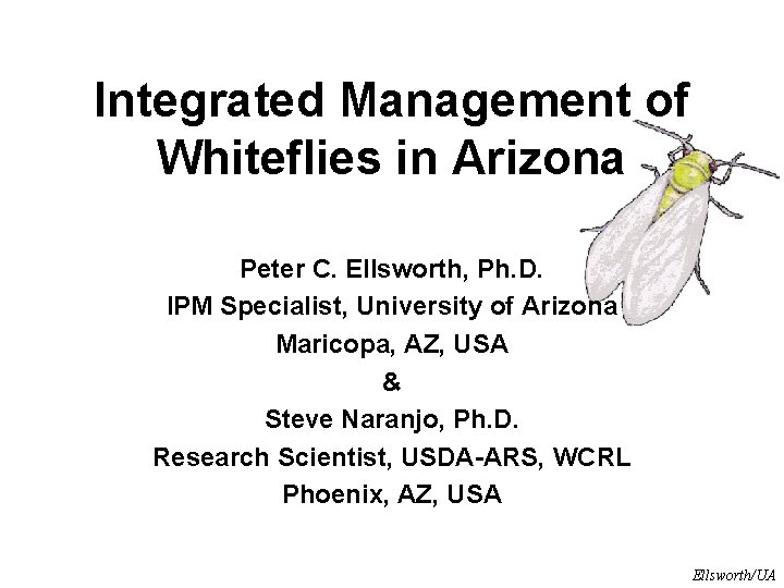 Integrated Management of Whiteflies in Arizona Peter C. Ellsworth, Ph. D. IPM Specialist, University Integrated Management of Whiteflies in Arizona Peter C. Ellsworth, Ph. D. IPM Specialist, University