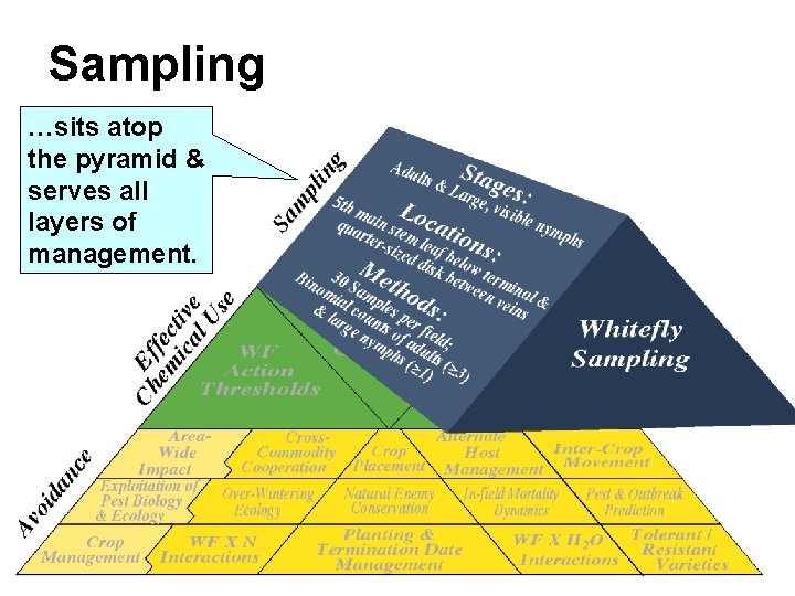 Sampling …sits atop the pyramid & serves all layers of management. Ellsworth/UA Sampling …sits atop the pyramid & serves all layers of management. Ellsworth/UA