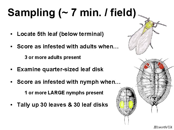 Sampling (~ 7 min. / field) • Locate 5 th leaf (below terminal) • Sampling (~ 7 min. / field) • Locate 5 th leaf (below terminal) •