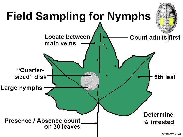 Field Sampling for Nymphs Locate between main veins “Quartersized” disk Count adults first 5 Field Sampling for Nymphs Locate between main veins “Quartersized” disk Count adults first 5