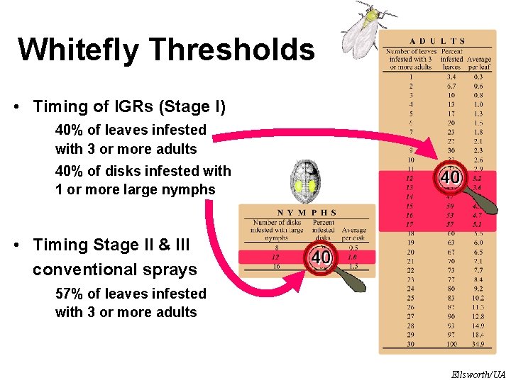 Whitefly Thresholds • Timing of IGRs (Stage I) 40% of leaves infested with 3 Whitefly Thresholds • Timing of IGRs (Stage I) 40% of leaves infested with 3