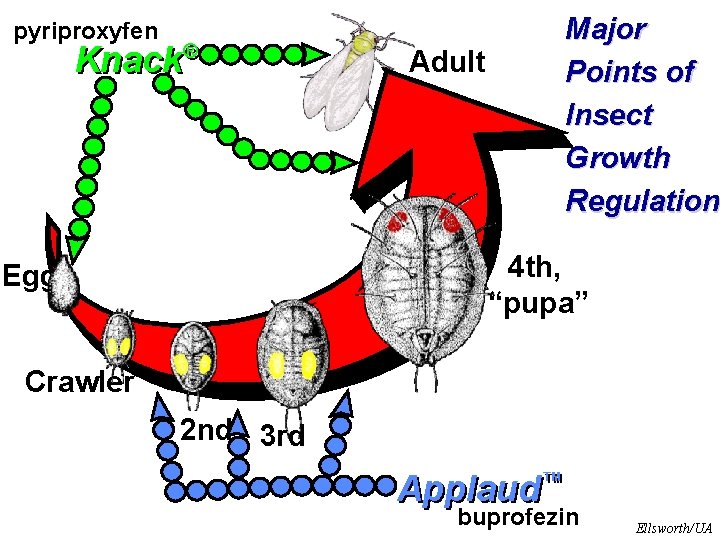 pyriproxyfen ® Knack Major Points of Insect Growth Regulation Adult 4 th, “pupa” Egg pyriproxyfen ® Knack Major Points of Insect Growth Regulation Adult 4 th, “pupa” Egg