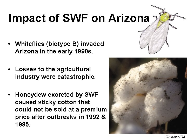 Impact of SWF on Arizona • Whiteflies (biotype B) invaded Arizona in the early Impact of SWF on Arizona • Whiteflies (biotype B) invaded Arizona in the early