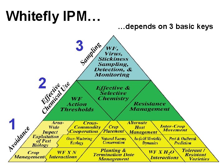 Whitefly IPM… …depends on 3 basic keys 3 2 1 Ellsworth/UA Whitefly IPM… …depends on 3 basic keys 3 2 1 Ellsworth/UA