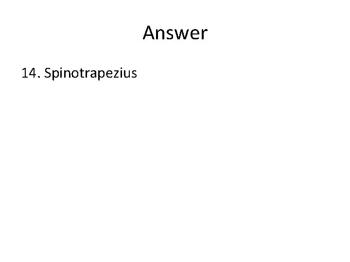 Answer 14. Spinotrapezius 