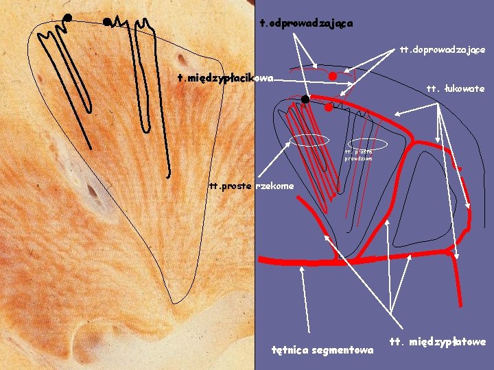 t. odprowadzająca tt. doprowadzające t. międzypłacikowa tt. łukowate tt. proste prawdziwe tt. proste rzekome