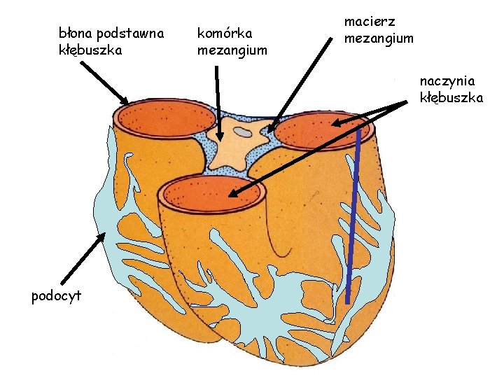 błona podstawna kłębuszka komórka mezangium macierz mezangium naczynia kłębuszka podocyt 