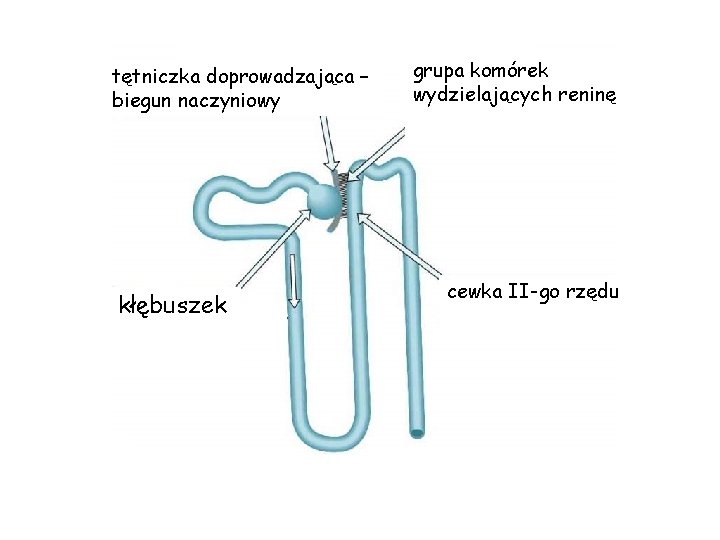 tętniczka doprowadzająca – biegun naczyniowy kłębuszek grupa komórek wydzielających reninę cewka II-go rzędu 