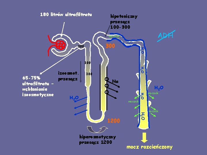 180 litrów ultrafiltratu hipotoniczny przesącz 100 -300 ADH mocznik H 2 O 300 Na