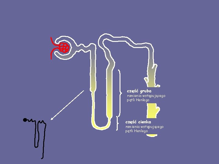 część gruba ramienia wstępującego pętli Henlego część cienka ramienia wstępującego pętli Henlego 