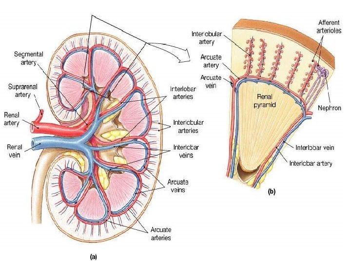 Figure 26. 5 a, b 