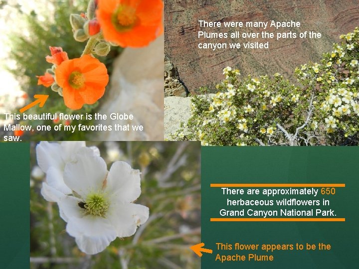 There were many Apache Plumes all over the parts of the canyon we visited