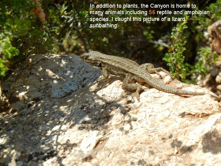 In addition to plants, the Canyon is home to many animals including 56 reptile