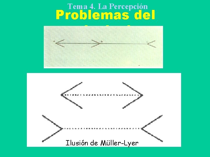 Tema 4. La Percepción Problemas del asociacionismo Ilusión de Müller-Lyer 