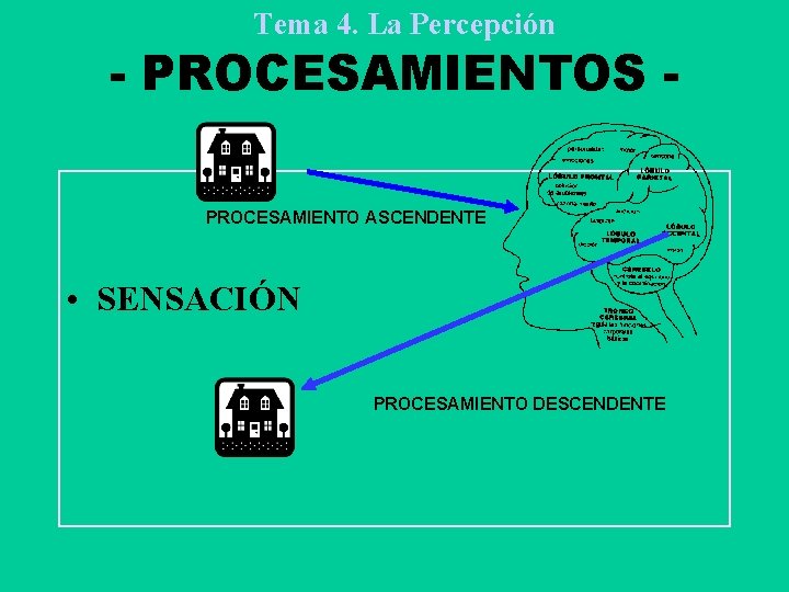 Tema 4. La Percepción - PROCESAMIENTOS PROCESAMIENTO ASCENDENTE • SENSACIÓN PROCESAMIENTO DESCENDENTE 