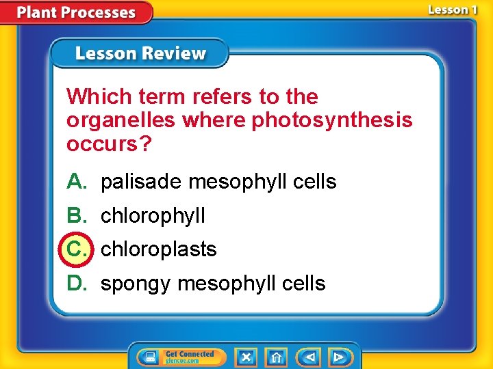 Which term refers to the organelles where photosynthesis occurs? A. palisade mesophyll cells B.