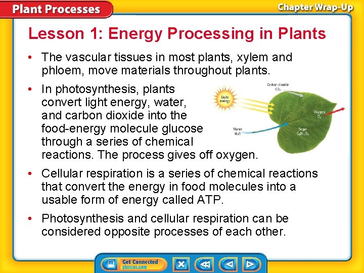 Lesson 1: Energy Processing in Plants • The vascular tissues in most plants, xylem