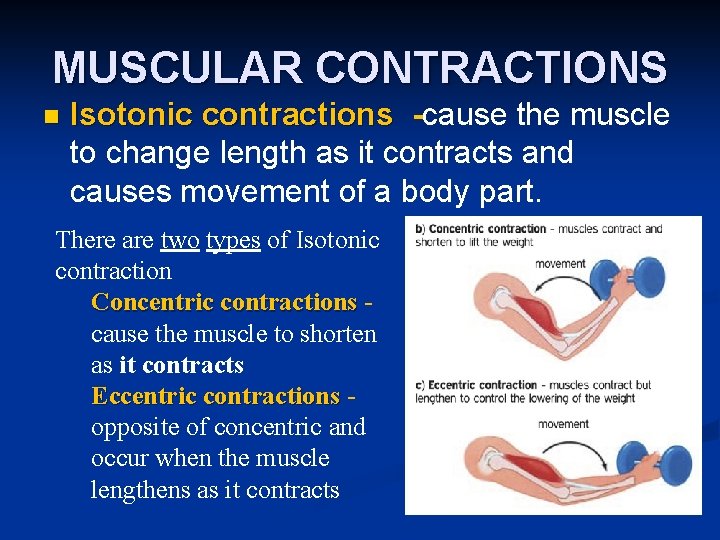 MUSCULAR CONTRACTIONS n Isotonic contractions -cause the muscle to change length as it contracts