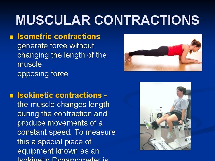 MUSCULAR CONTRACTIONS n Isometric contractions generate force without changing the length of the muscle