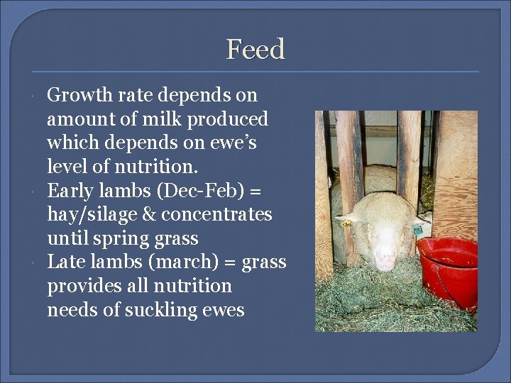 Feed Growth rate depends on amount of milk produced which depends on ewe’s level