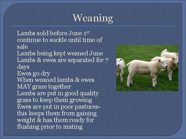 Weaning Lambs sold before June 1 st continue to suckle until time of sale