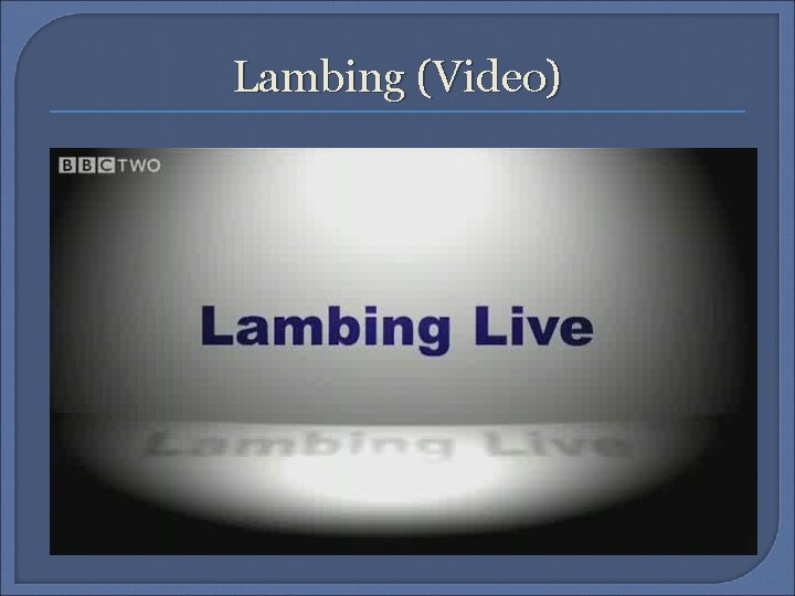 Lambing (Video) 