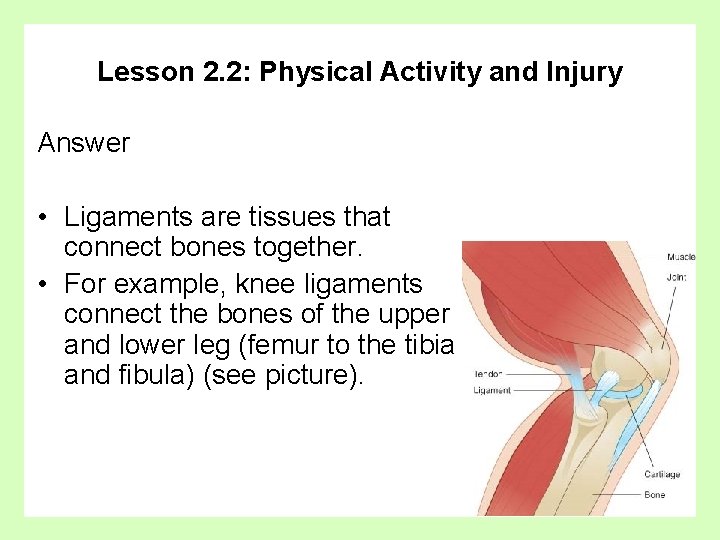 Lesson 2. 2: Physical Activity and Injury Answer • Ligaments are tissues that connect