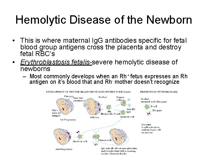 Hemolytic Disease of the Newborn • This is where maternal Ig. G antibodies specific