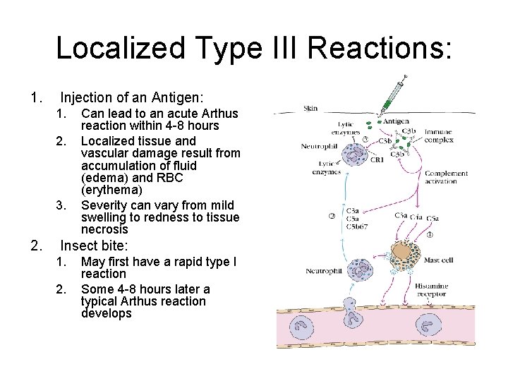 Localized Type III Reactions: 1. Injection of an Antigen: 1. 2. 3. 2. Can