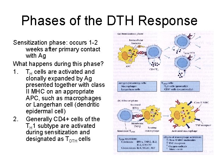 Phases of the DTH Response Sensitization phase: occurs 1 -2 weeks after primary contact