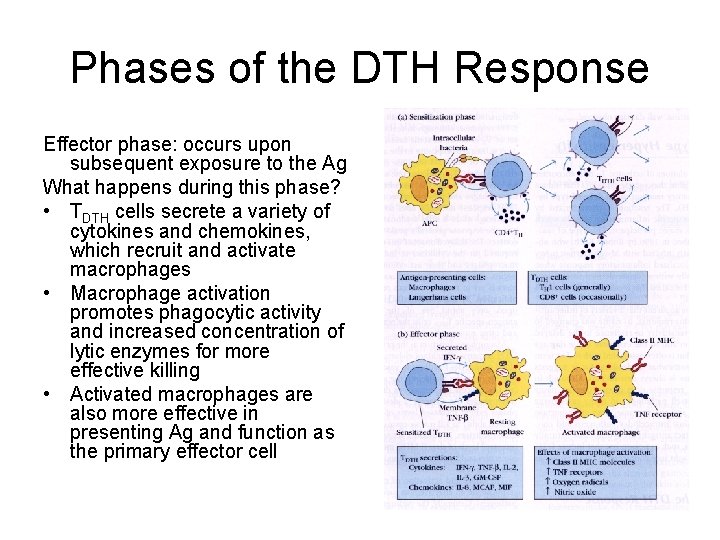 Phases of the DTH Response Effector phase: occurs upon subsequent exposure to the Ag