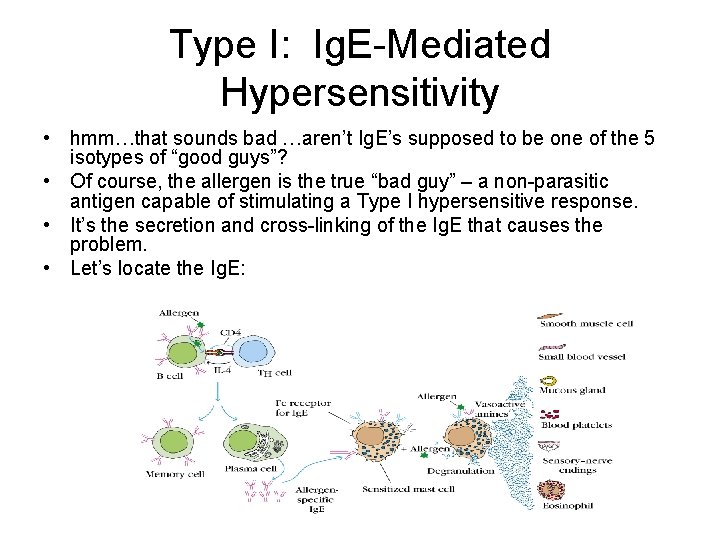 Type I: Ig. E-Mediated Hypersensitivity • hmm…that sounds bad …aren’t Ig. E’s supposed to