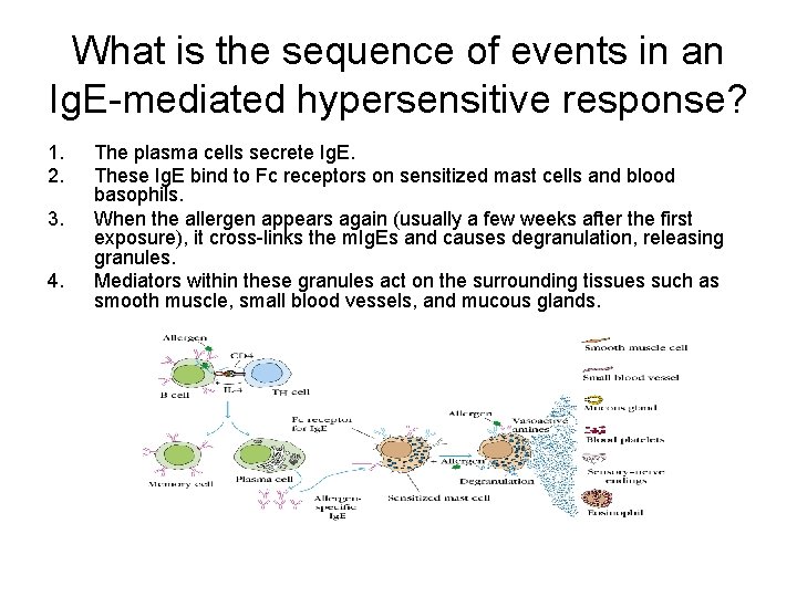 What is the sequence of events in an Ig. E-mediated hypersensitive response? 1. 2.