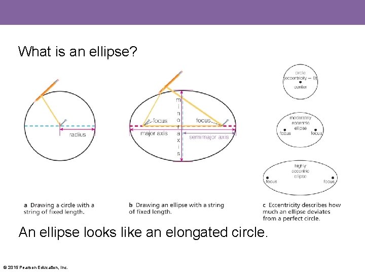 What is an ellipse? An ellipse looks like an elongated circle. © 2015 Pearson