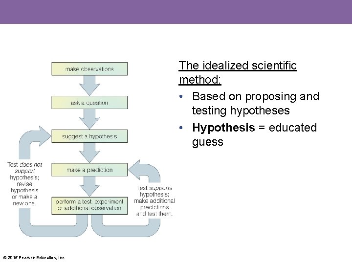 The idealized scientific method: • Based on proposing and testing hypotheses • Hypothesis =