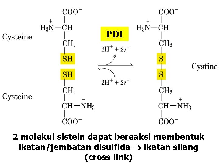 PDI 2 molekul sistein dapat bereaksi membentuk ikatan/jembatan disulfida ikatan silang (cross link) 