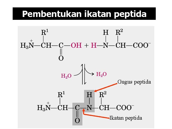 Pembentukan ikatan peptida Gugus peptida Ikatan peptida 