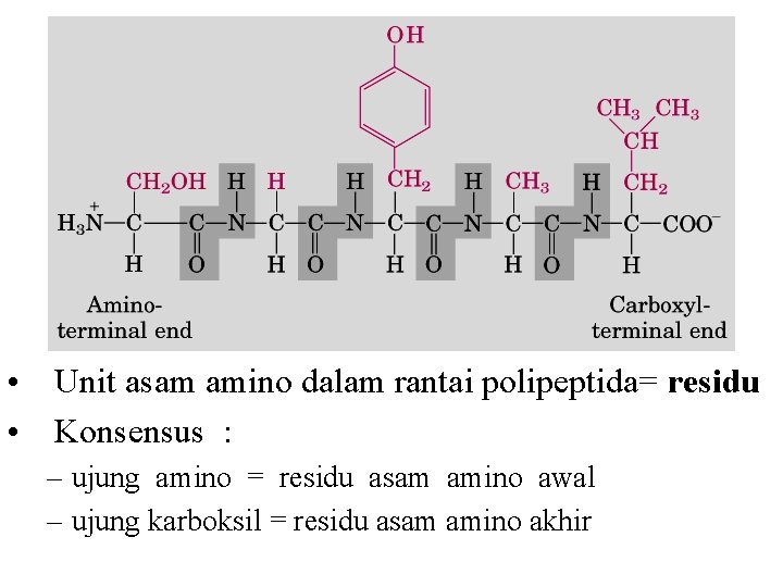  • Unit asam amino dalam rantai polipeptida= residu • Konsensus : – ujung