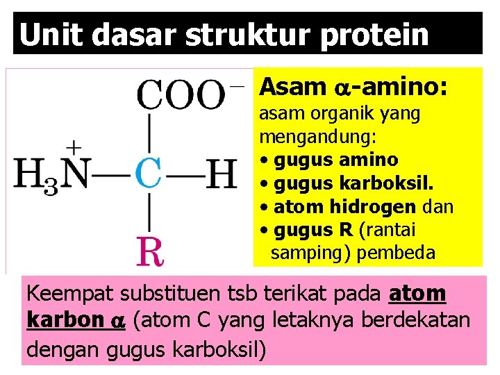 Unit dasar struktur protein Asam -amino: asam organik yang mengandung: • gugus amino •