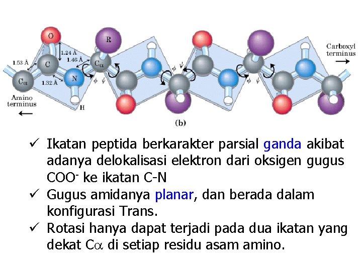 ü Ikatan peptida berkarakter parsial ganda akibat adanya delokalisasi elektron dari oksigen gugus COO-