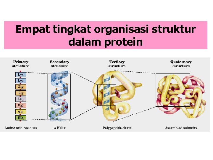 Empat tingkat organisasi struktur dalam protein 