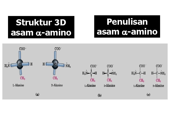 Struktur 3 D asam -amino Penulisan asam -amino 