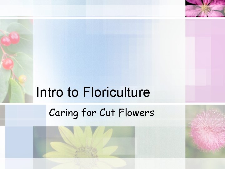 Intro to Floriculture Caring for Cut Flowers 