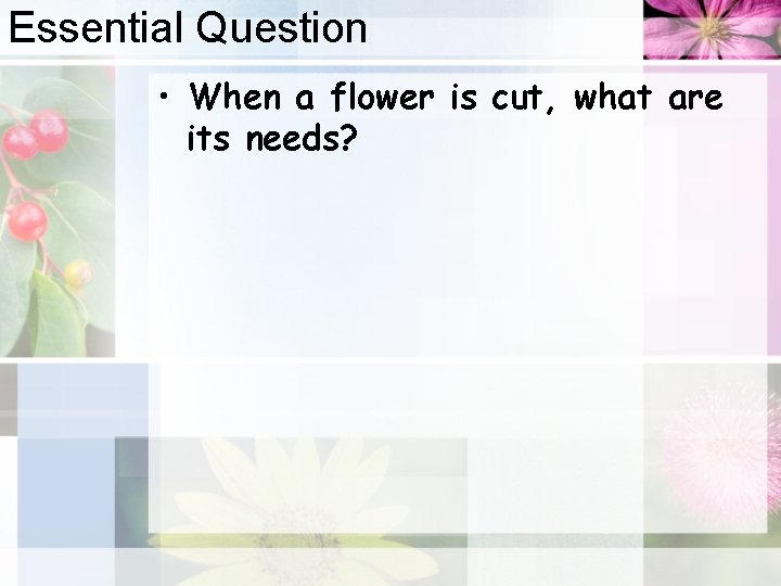 Essential Question • When a flower is cut, what are its needs? 