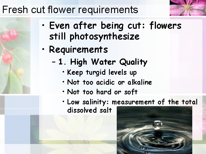Fresh cut flower requirements • Even after being cut: flowers still photosynthesize • Requirements