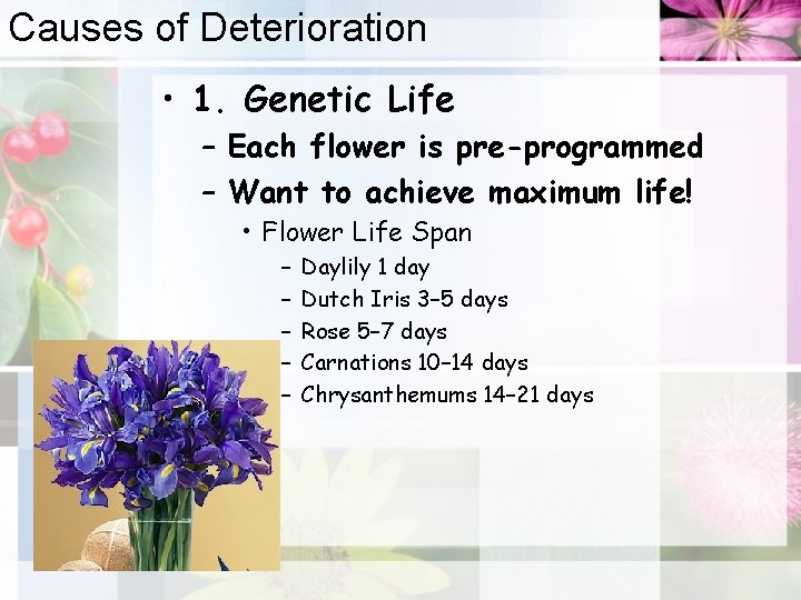 Causes of Deterioration • 1. Genetic Life – Each flower is pre-programmed – Want