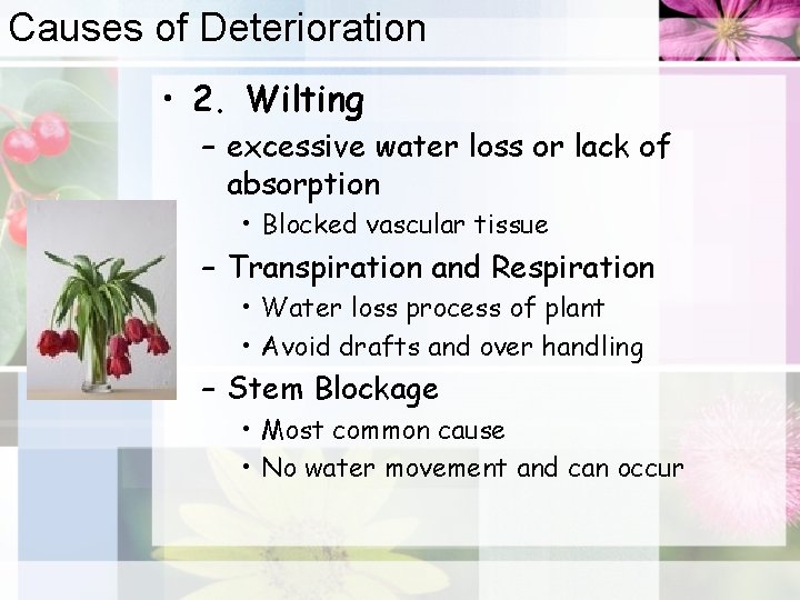 Causes of Deterioration • 2. Wilting – excessive water loss or lack of absorption