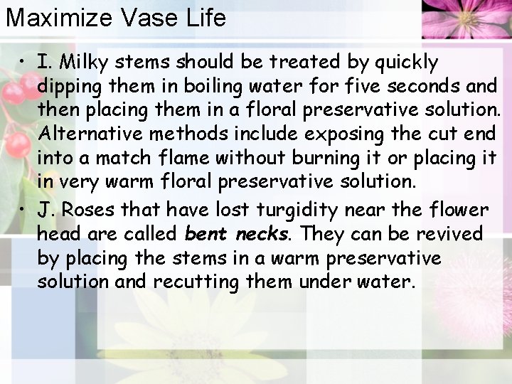 Maximize Vase Life • I. Milky stems should be treated by quickly dipping them